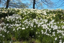 Нарциссовое поле