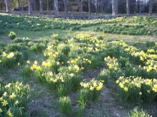 Нарциссовое поле