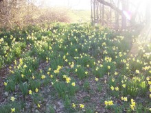 Нарциссовое поле