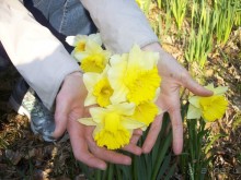 Нарциссовое поле