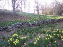 Нарциссовое поле