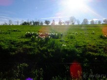 Нарциссовое поле