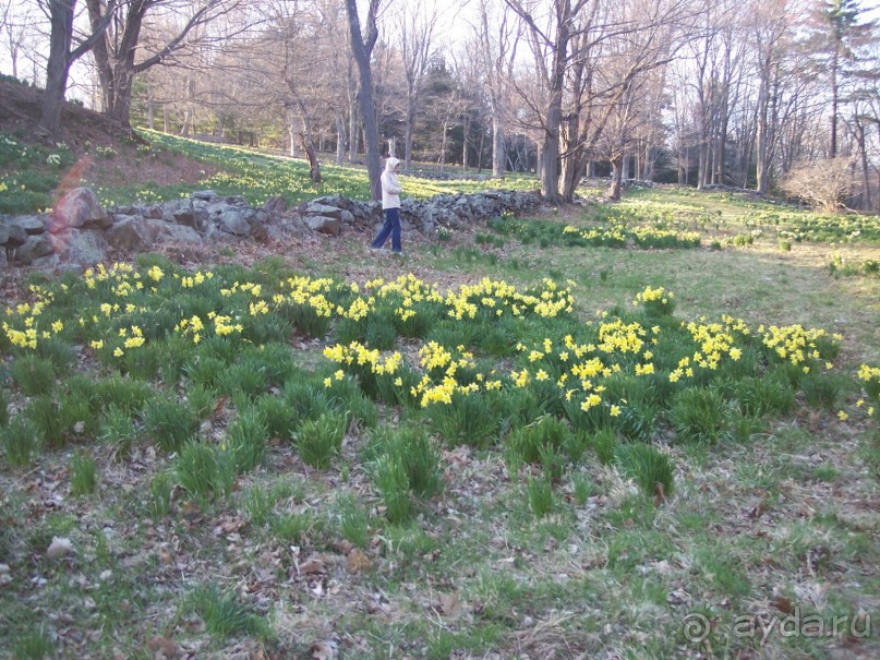 Нарциссовое поле