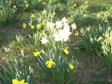 Нарциссовое поле