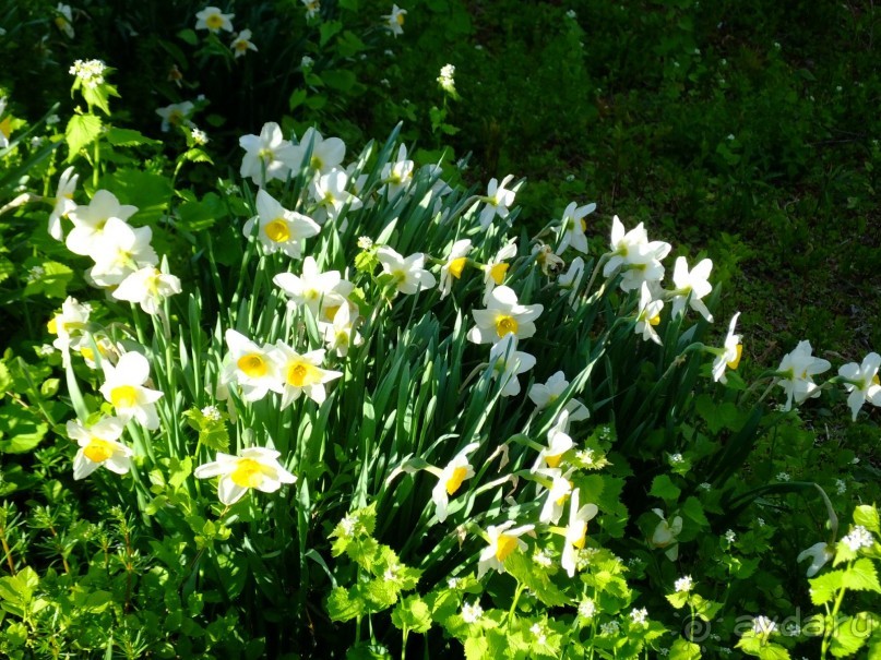 Нарциссовое поле