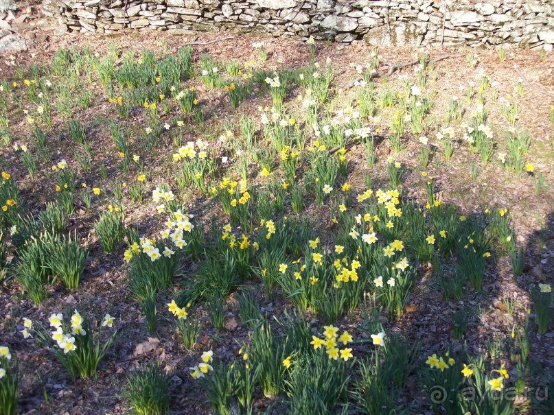 Нарциссовое поле