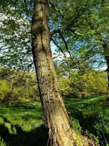 Нарциссовое поле