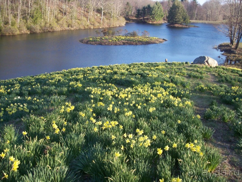 Нарциссовое поле