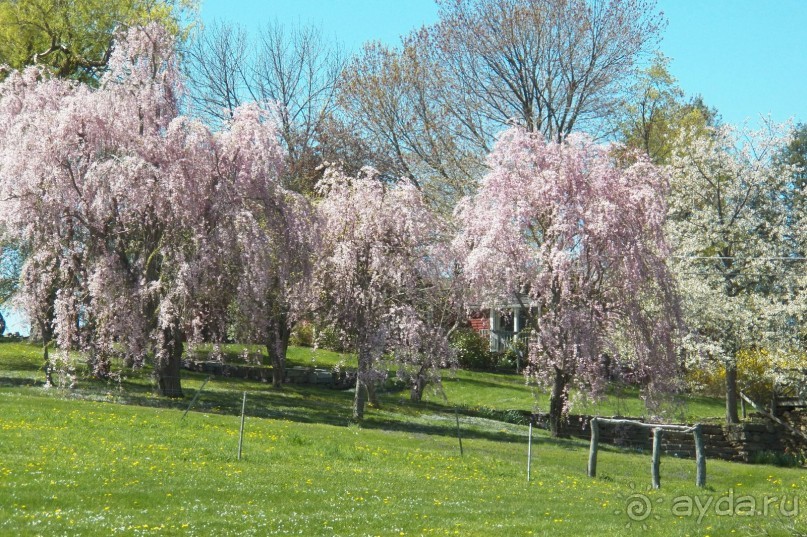 Нарциссовое поле
