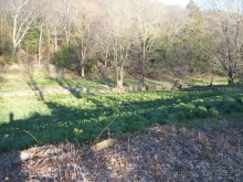 Нарциссовое поле