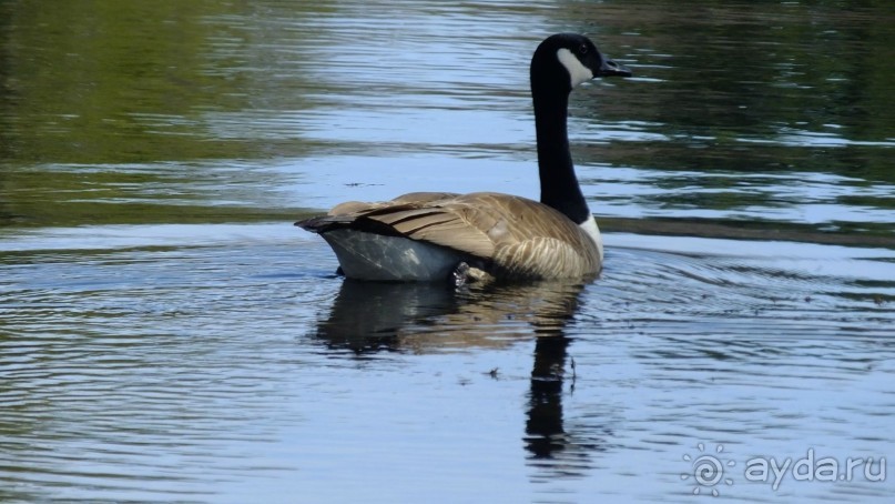 Нарциссовое поле
