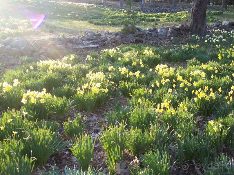 Нарциссовое поле