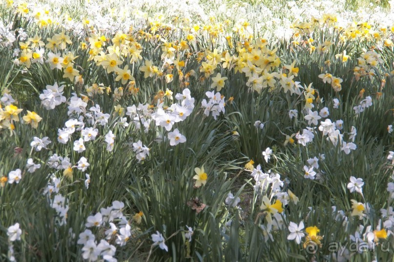 Нарциссовое поле