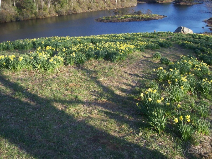 фото Вирджинии