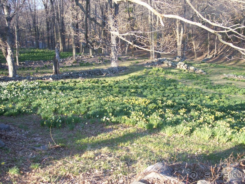 фото Вирджинии