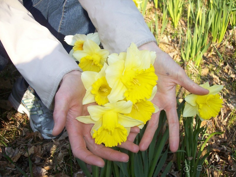 Нарциссовое поле