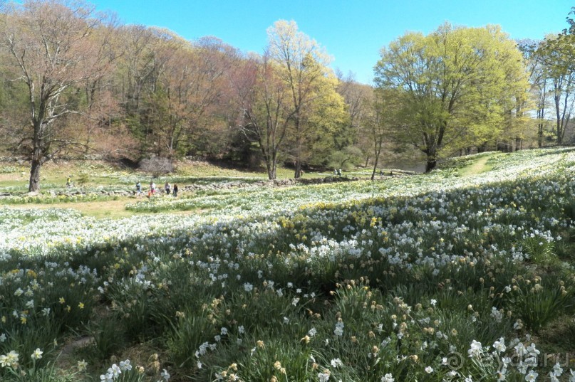Нарциссовое поле