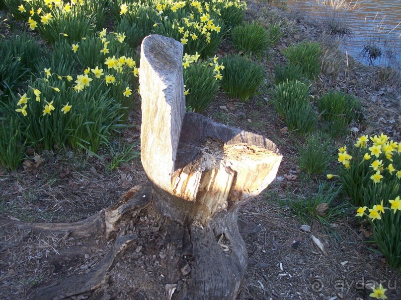 фото Вирджинии