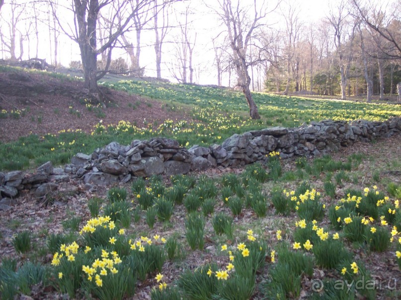Нарциссовое поле