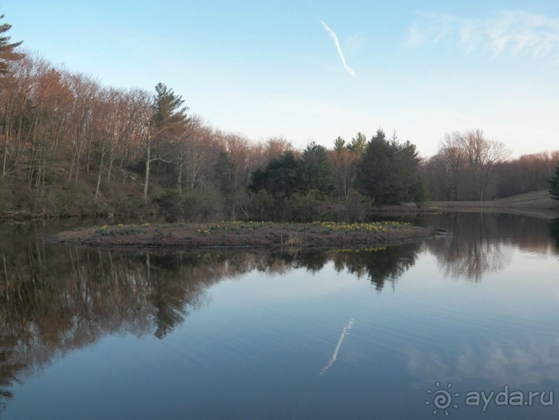 Нарциссовое поле