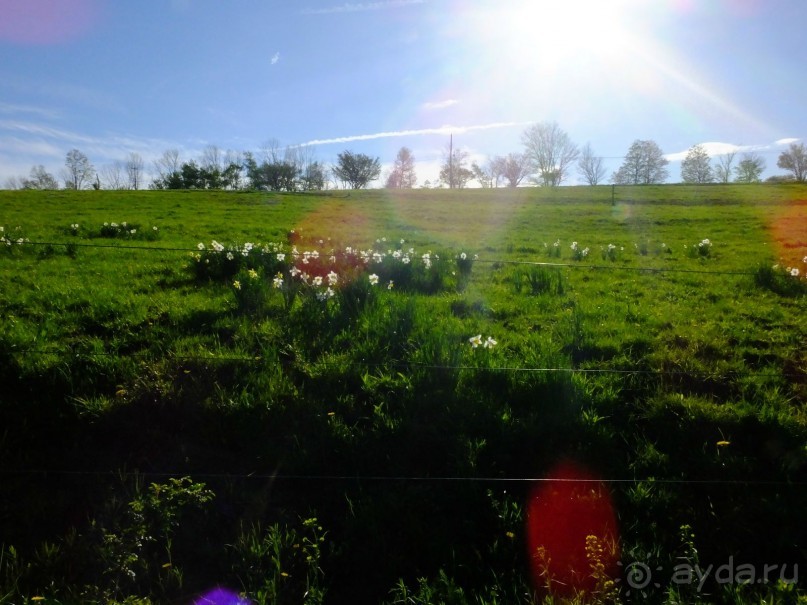 Нарциссовое поле