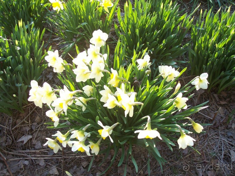 Нарциссовое поле