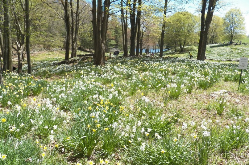 Нарциссовое поле
