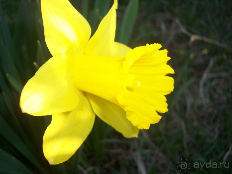 фото Вирджинии