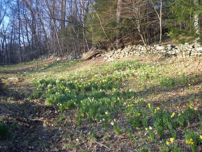 Нарциссовое поле