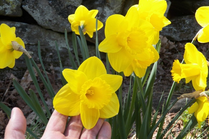 Нарциссовое поле