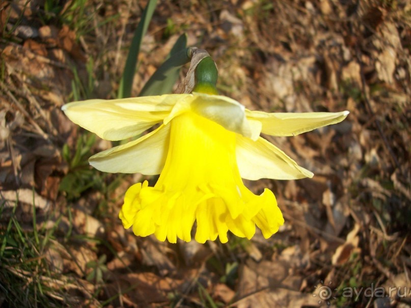 Нарциссовое поле