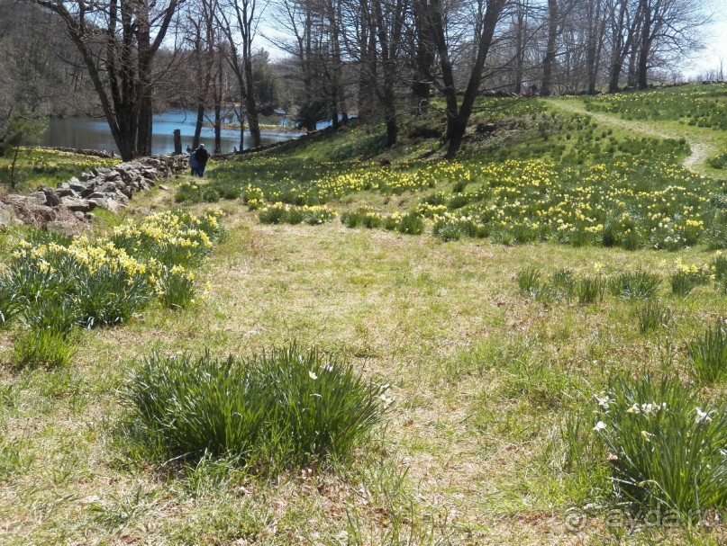 Нарциссовое поле