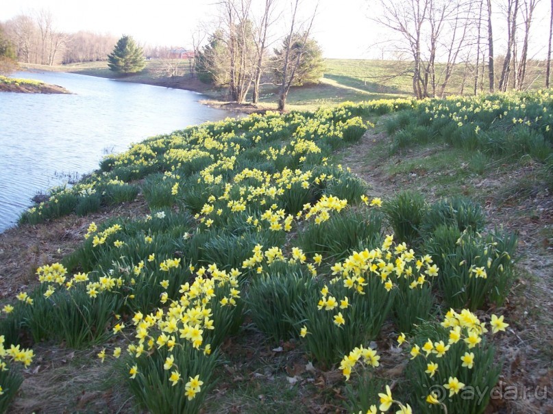 фото Вирджинии