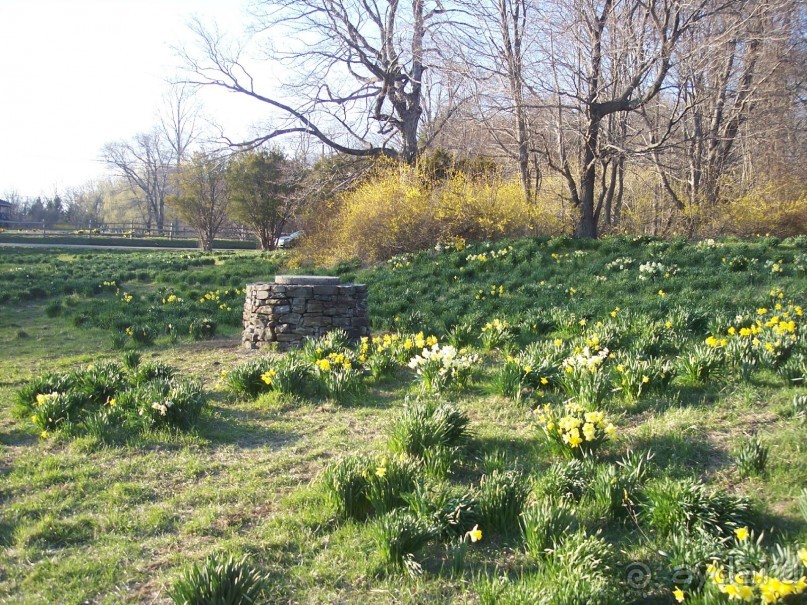 фото Вирджинии