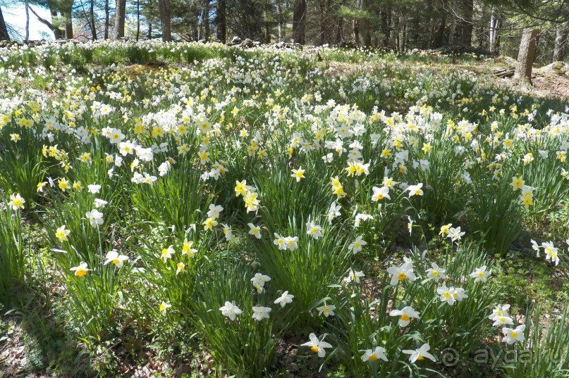 Нарциссовое поле