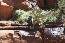 Альбом отзыва "Slide Rock. Ежевика и яблоки."