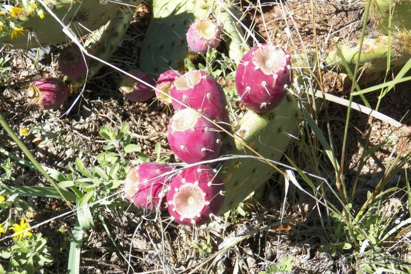 Slide Rock. Ежевика и яблоки.