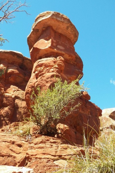 Slide Rock. Ежевика и яблоки.