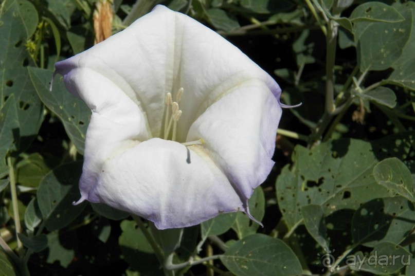 Slide Rock. Ежевика и яблоки.