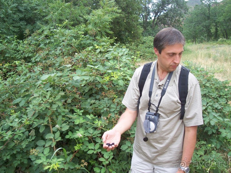 Slide Rock. Ежевика и яблоки.