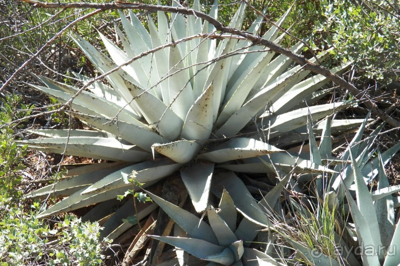 Slide Rock. Ежевика и яблоки.