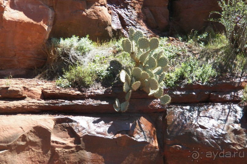 Slide Rock. Ежевика и яблоки.