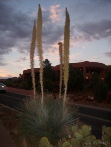 Аризона 1 – Седона и окрестности