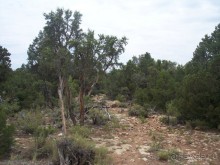 Гранд Каньон. Как не попасть на дно. Способ первый.