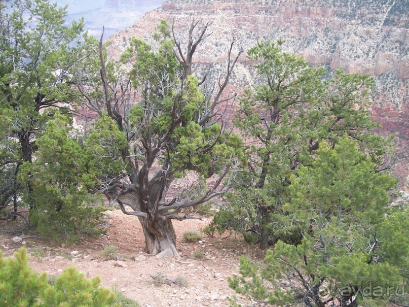 Гранд Каньон. Как не попасть на дно. Способ первый.