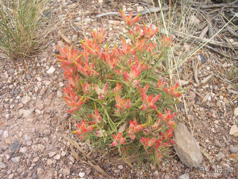 Гранд Каньон. Как не попасть на дно. Способ первый.