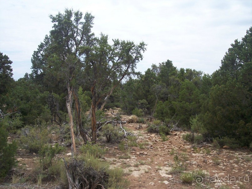 Гранд Каньон. Как не попасть на дно. Способ первый.