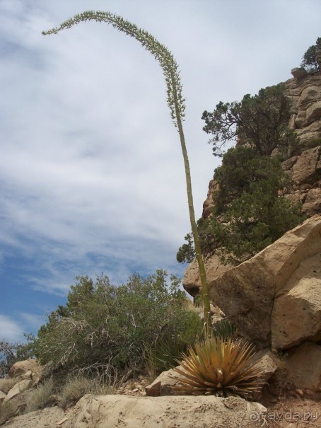 Гранд Каньон. Как не попасть на дно. Способ первый.