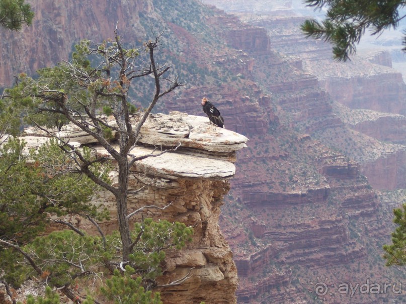 Гранд Каньон. Как не попасть на дно. Способ первый.
