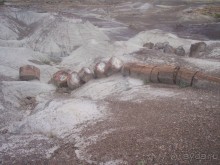 Альбом отзыва "Окаменелый лес в Раскрашенной пустыне"